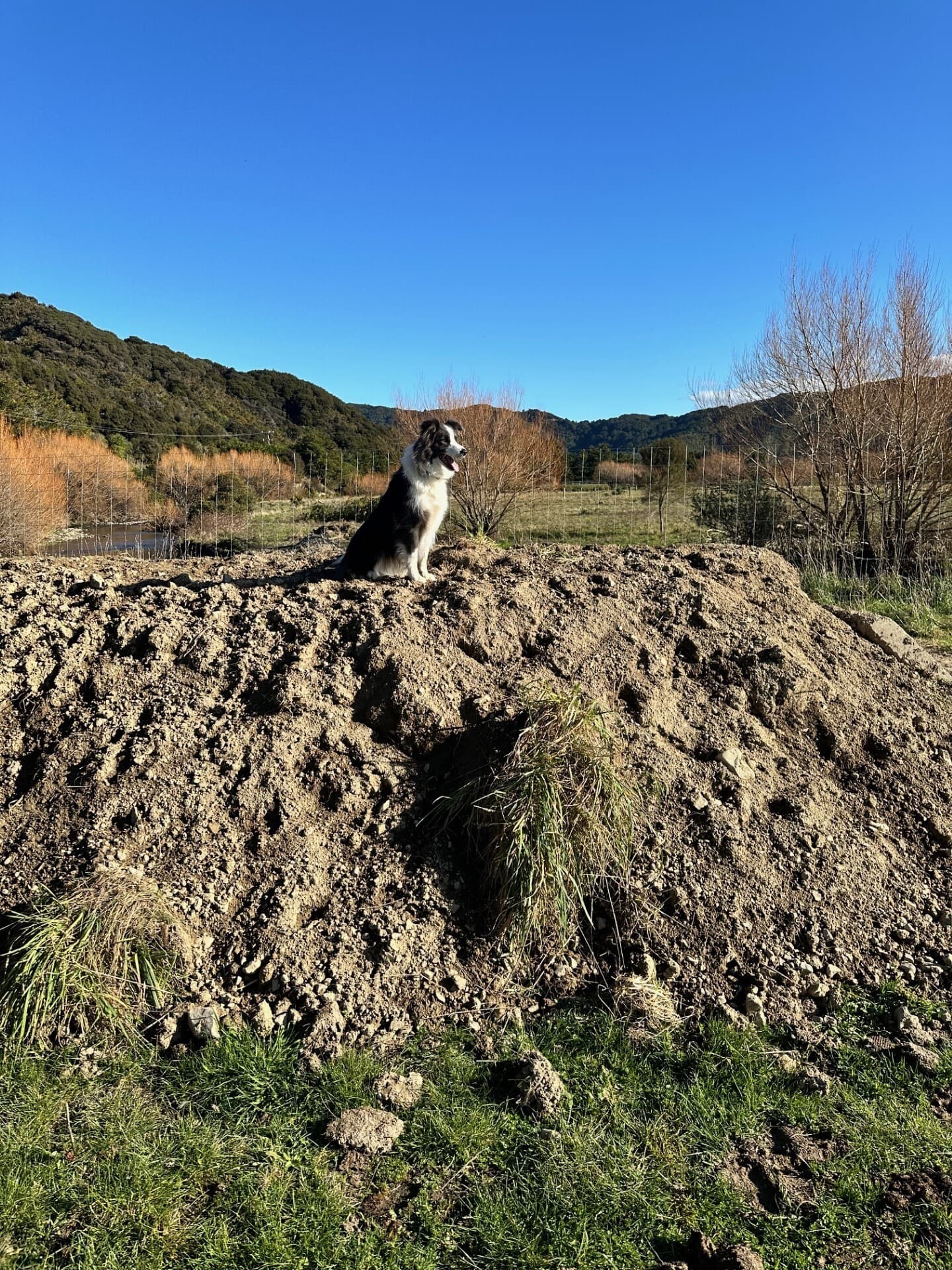Dog resting