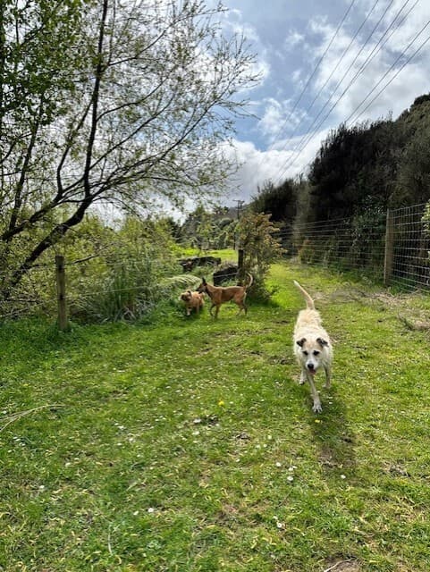 Dog park